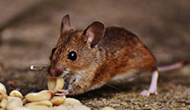 24 Hour & Emergency Exterminators in Hoopa Valley Indian Reservat, CA